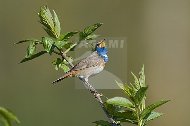 Bluethroat singing;Blauwborst zingend stock-image by Agami/Roy de Haas,