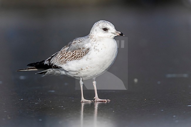 Fist winter Common Gull (Larus canus canus) sitting on frozen pond in Vilvoorde, Brabant, Belgium. stock-image by Agami/Vincent Legrand,
