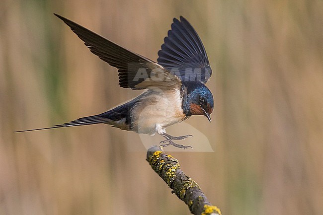 Adult Barn Swallow (Hirundo rustica) landing on a moss covered stick. stock-image by Agami/Daniele Occhiato,