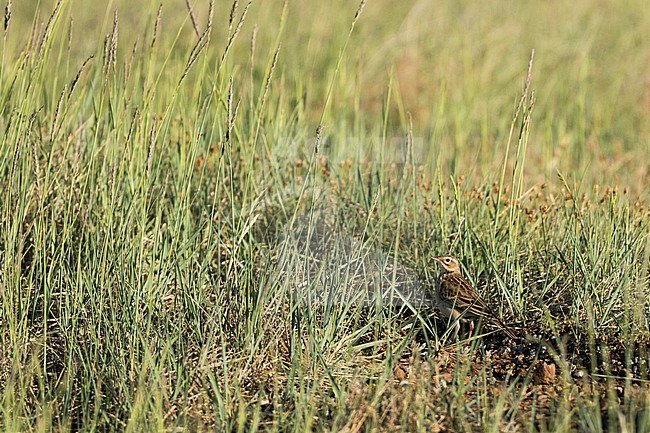 Blyth's Pipit - Steppenpieper - Anthus godlewski, Russia, adult stock-image by Agami/Ralph Martin,