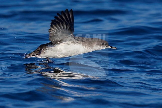 Yelkouan Shearwater (Puffinus yelkouan), side view of an individual taking off from the sea in Italy stock-image by Agami/Saverio Gatto,