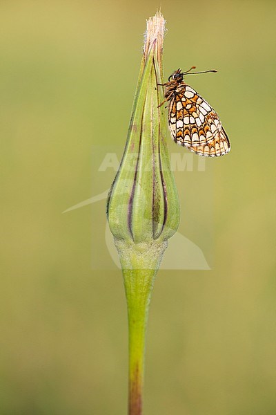 Nickerl's Fritillary, Steppeparelmoervlinder, Melitaea aurelia stock-image by Agami/Wil Leurs,