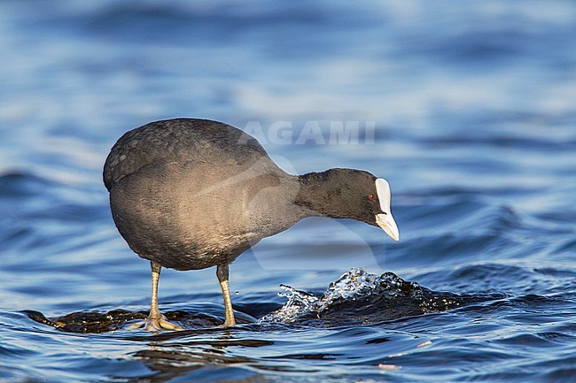 Zwemmende Meerkoet; Swimming Eurasian Coot stock-image by Agami/Menno van Duijn,