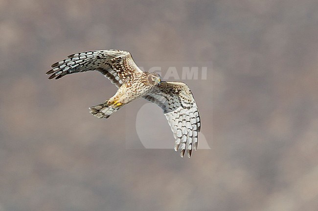 Adult female Northern Harrier (Circus hudsonius) in flight, showing under wing.
Riverside Co., CA
November 2016 stock-image by Agami/Brian E Small,