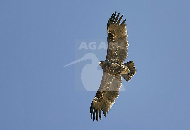 Greater Spotted Eagle (Aquila clanga) Sultanate of Oman November 2004 stock-image by Agami/Markus Varesvuo,