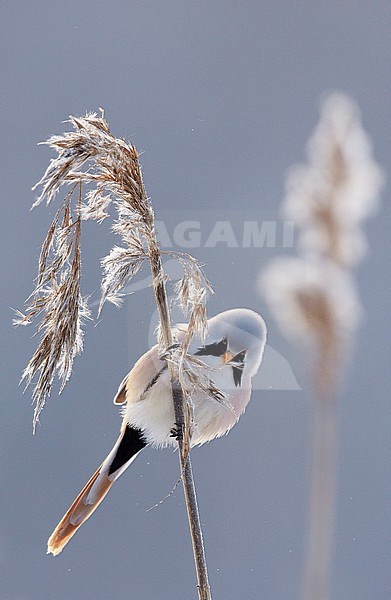 Baardman, Bearded Reedling stock-image by Agami/Markus Varesvuo,