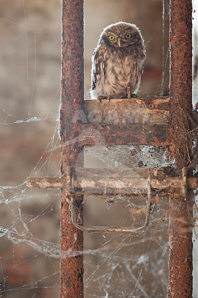 Steenuil jong zittend;Little Owl juvenile perched stock-image by Agami/Han Bouwmeester,