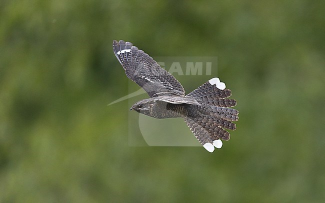 Male European Nightjar (Caprimulgus europaeus) in flight at dusk with green background at Bornholm, Denmark stock-image by Agami/Helge Sorensen,