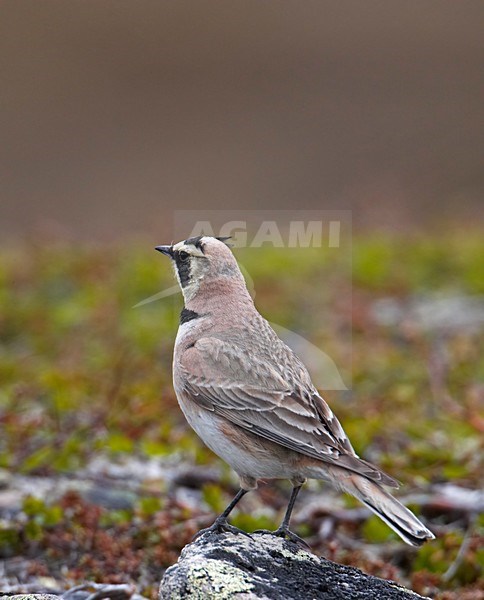 Shore Lark standing; Strandleeuwerik staand stock-image by Agami/Markus Varesvuo,