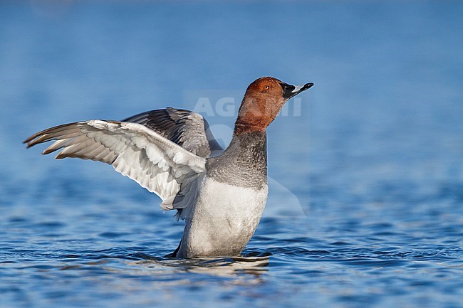 Common Pochard - Tafelente - Aythya ferina, Germany, adult male stock-image by Agami/Ralph Martin,