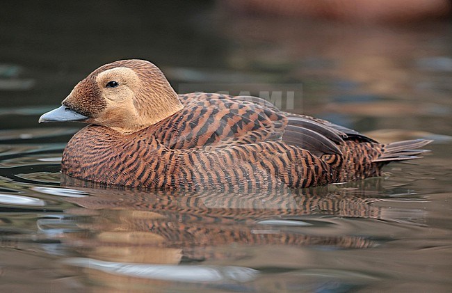 Spectacled Eider (Somateria fischeri), adult female swimming in captivity, seen from the side. stock-image by Agami/Fred Visscher,
