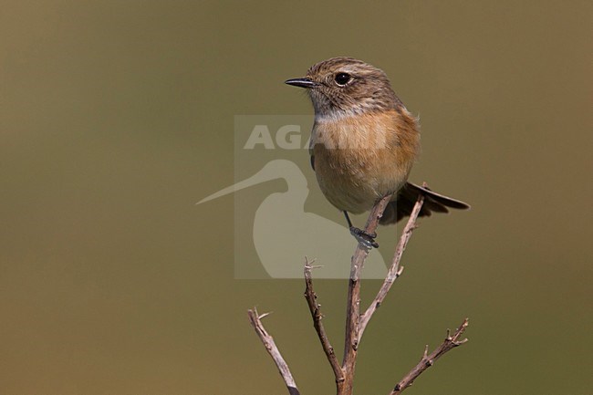 Roodborsttapuit, European Stonechat, Saxicola torquata stock-image by Agami/Daniele Occhiato,