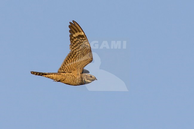 Adult female
Kern Co., CA
June 2005 stock-image by Agami/Brian E Small,