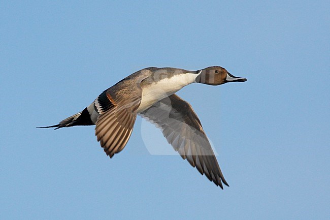 Pijlstaart mannetje in vlucht; Northern Pintail male in flight stock-image by Agami/Jari Peltomäki,