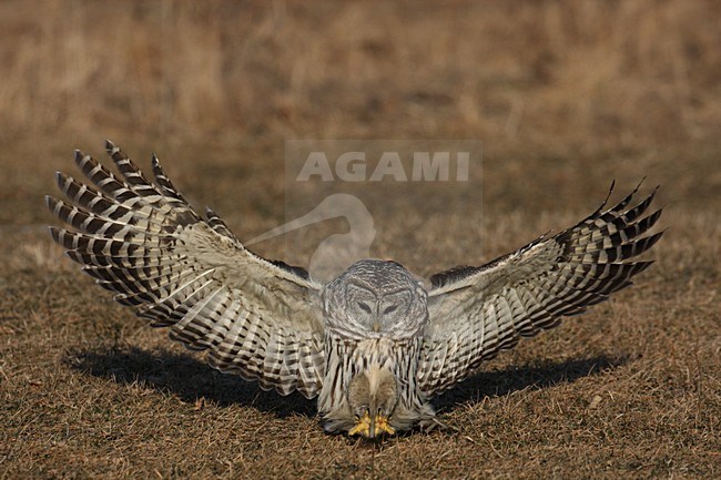 Gestreepte Uil vliegend en landend; Barred Owl flying and landing stock-image by Agami/Chris van Rijswijk,