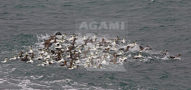 Common Eider group in the water; Eider groep in het water stock-image by Agami/Markus Varesvuo,