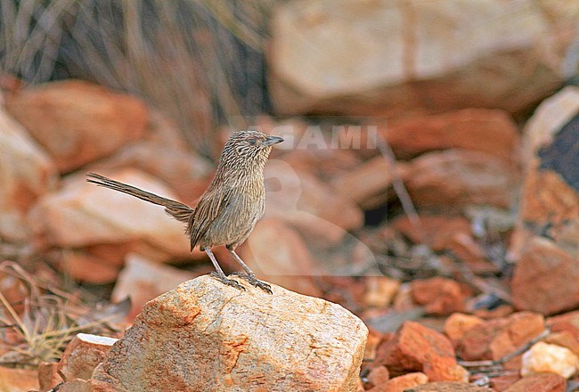 Kalkadoongrassluiper, Kalkadoon Grasswren, Amytornis ballarae stock-image by Agami/Pete Morris,