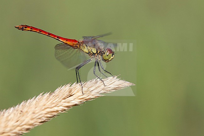 Imago Kempense heidelibel; Adult Spotted Darter stock-image by Agami/Fazal Sardar,