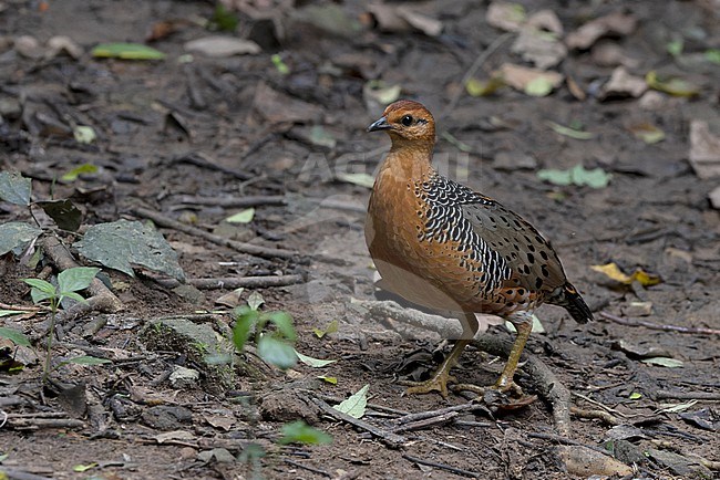 Ferruginous Partridge (Caloperdix oculeus) at Kaeng Krachan NP, Thailand stock-image by Agami/David Monticelli,