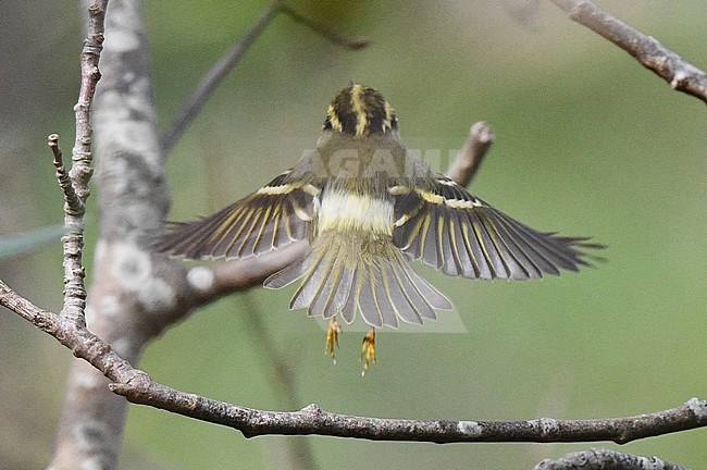 Autumn Pallas's Leaf Warbler (Phylloscopus proregulus) on Texel, Netherlands. stock-image by Agami/Laurens Steijn,