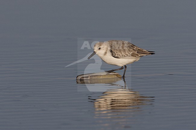 Drieteenstrandloper; Sanderling stock-image by Agami/Arie Ouwerkerk,