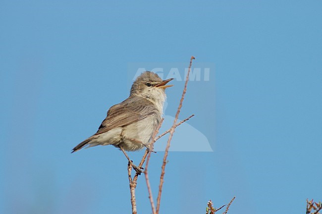 Eastern Olivaceous Warbler adult singing; Oostelijke Vale Spotvogel volwassen zingend stock-image by Agami/Marc Guyt,