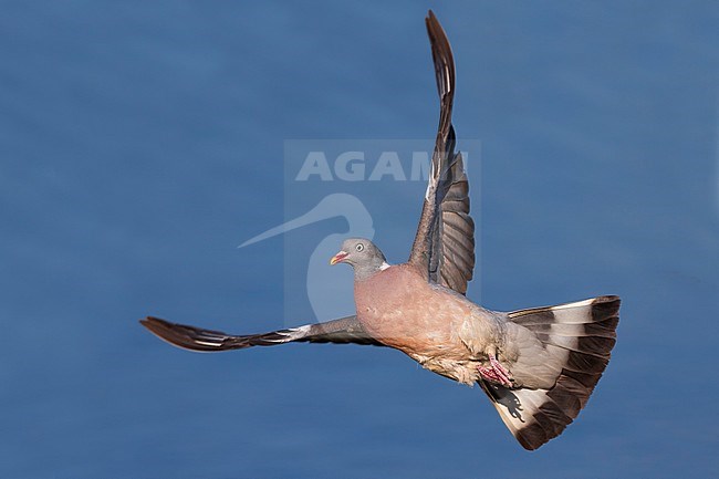 Houtduif in vlucht; Common Wood Pigeon in flight stock-image by Agami/Daniele Occhiato,