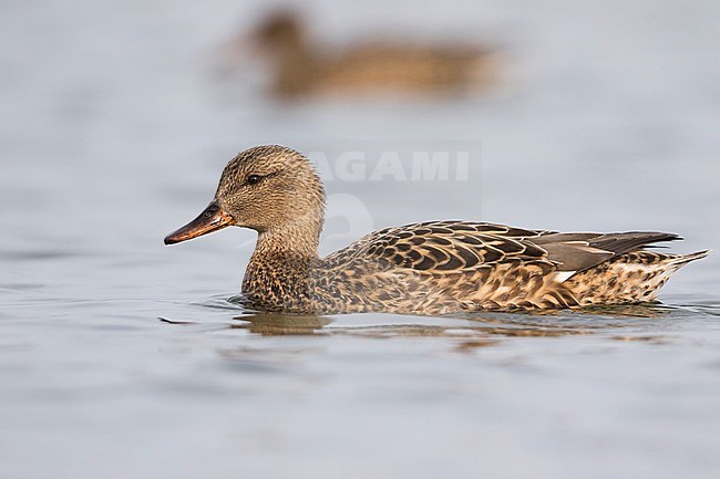 Gadwall - Schnatterente - Anas streperea, Germany, adult female swimming on a German lake stock-image by Agami/Ralph Martin,