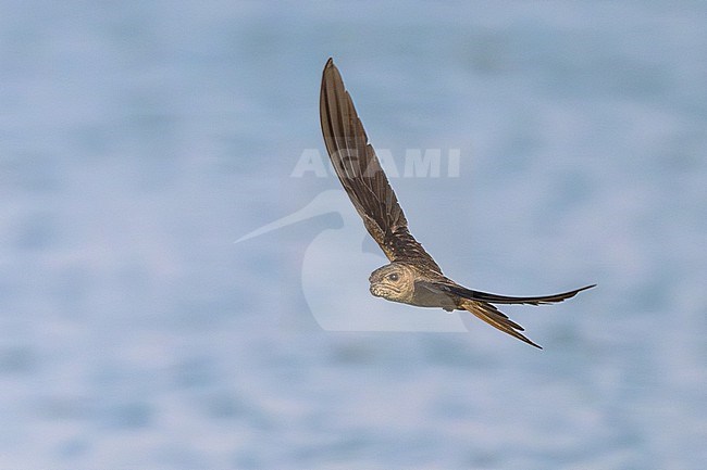 Asian Palm Swift (Cypsiurus balasiensis) in Thailand. stock-image by Agami/Sylvain Reyt,