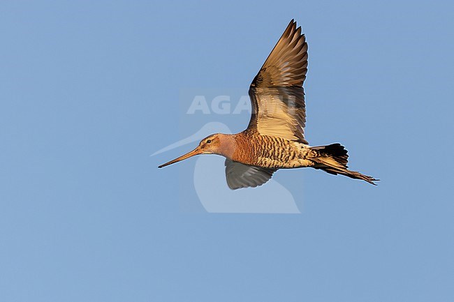 A Black-tailed Godwit is flying over its territory in the evening light. stock-image by Agami/Jacob Garvelink,