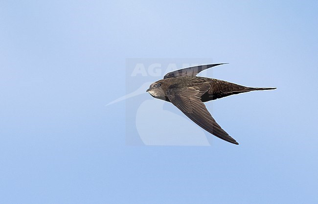 Adult Common Swift (Apus apus) in flight at Rudersdal, Denmark stock-image by Agami/Helge Sorensen,