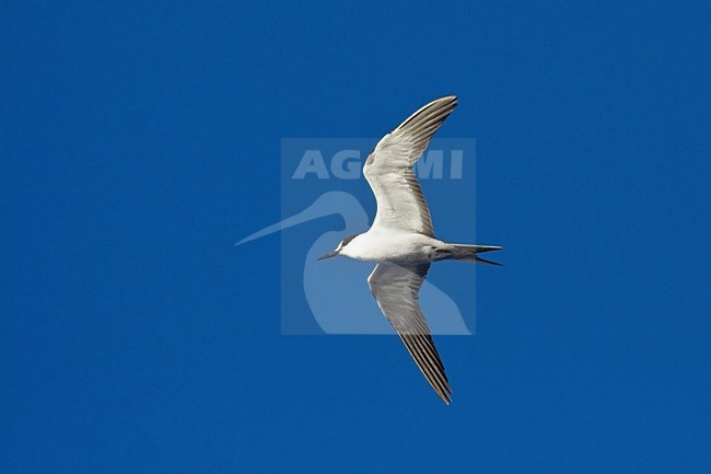 Bonte Stern, Sooty Tern, Onychoprion fuscatus stock-image by Agami/Marc Guyt,