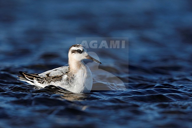 Rosse franjepoot; Grey phalarope stock-image by Agami/Chris van Rijswijk,