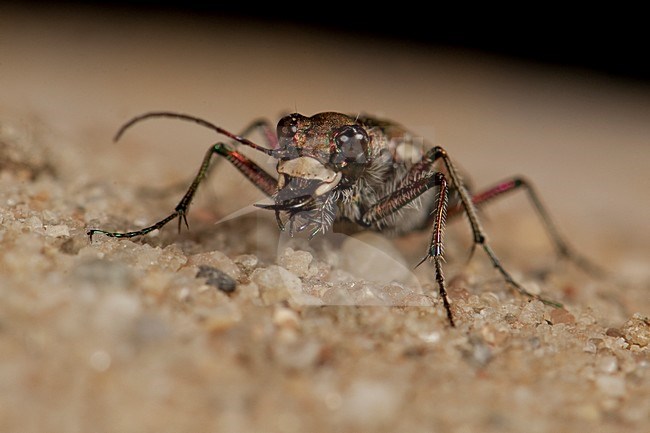 basterdzandloopkever; Northern Dune Tiger Beetle stock-image by Agami/Han Bouwmeester,