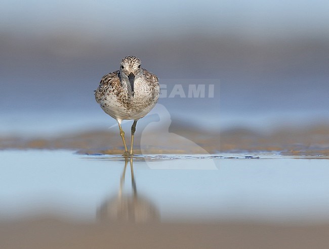 Great Knot (Calidris tenuirostris) on a mudflat during northern winter in Australia stock-image by Agami/Georgina Steytler,