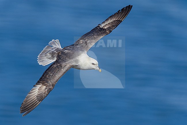 Northern Fulmar (Fulmarus glacialis auduboni) at the coastal breeding colony on Iceland. stock-image by Agami/Daniele Occhiato,