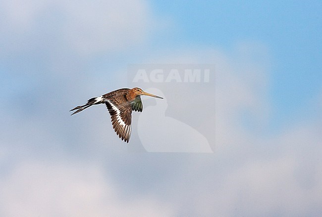 Black-tailed Godwit (Limosa limosa) in the Netherlands. Adult in flight in a blue sky as background. stock-image by Agami/Marc Guyt,