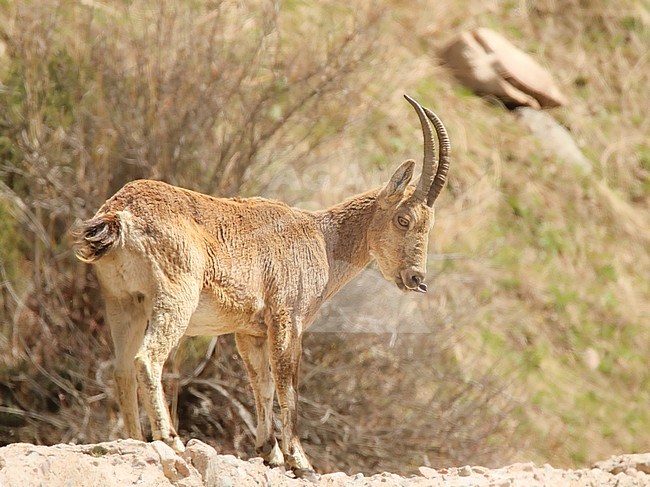 Siberian ibex (Capra sibirica) on a wall, with a green and brown background, in Kazakhstan. stock-image by Agami/Sylvain Reyt,