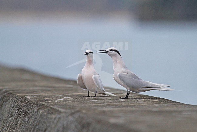 Zwartneksterns batsend, Black-naped Terns displaying stock-image by Agami/Pete Morris,