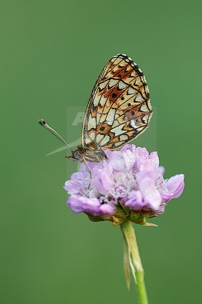 Zilveren maan; Small Pearl-bordered Fritillary; stock-image by Agami/Walter Soestbergen,