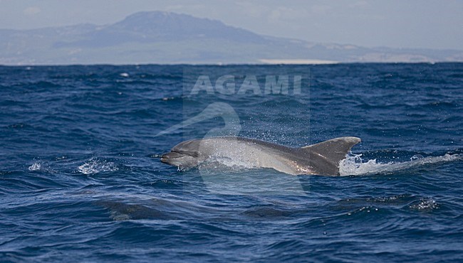 Common Bottlenose Dolphin swimming; Tuimelaar zwemmend stock-image by Agami/Marc Guyt,