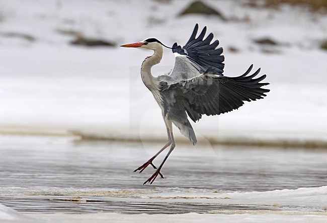 Grey Heron flying; Blauwe Reiger vliegend stock-image by Agami/Markus Varesvuo,