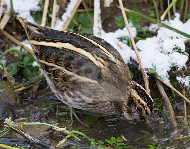 Jack Snipe foraging in small stream during frost period; Bokje foeragerend in sloot tijdens vorstperiode stock-image by Agami/Marc Guyt,