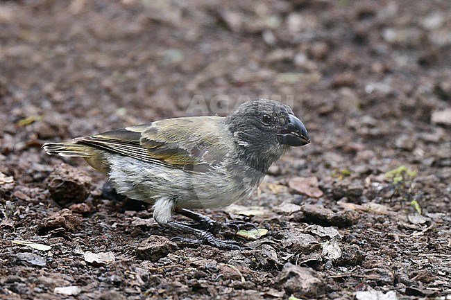 Large Tree Finch (Camarhynchus psittacula) on the Galapagos islands. stock-image by Agami/Laurens Steijn,