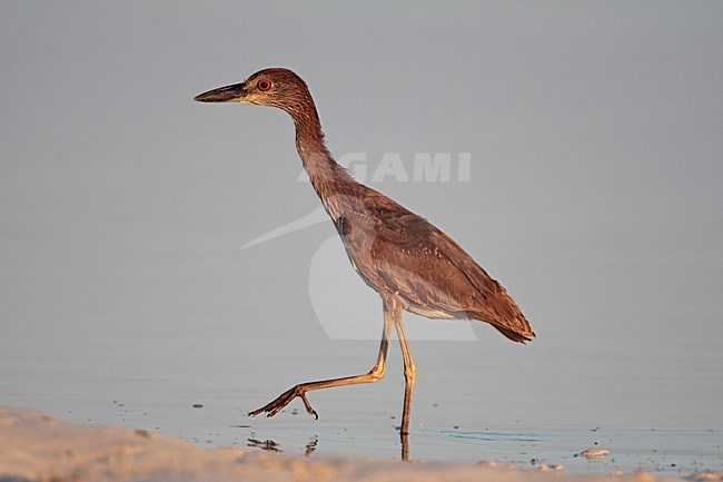 Geelkruinkwak juveniel langs de kust Mexico, Yellow-crowned Night-Heron juvenile along shoreline Mexico stock-image by Agami/Wil Leurs,