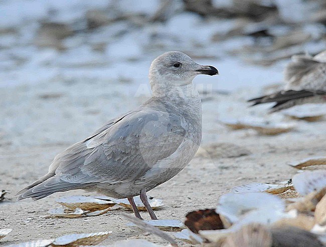 Second-winter Glaucous-winged Gull (Larus glaucescens) wintering in harbour of Rauso on Hokkaido, Japan. stock-image by Agami/Dani Lopez-Velasco,