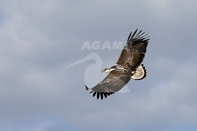 Afrikaanse Zeearend jong in vlucht, African Fish Eagle juvenile in flight stock-image by Agami/Walter Soestbergen,