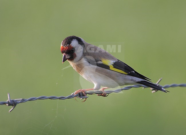 Putter zittend op prikkeldraad; European Goldfinch perched on barbed wire stock-image by Agami/Reint Jakob Schut,