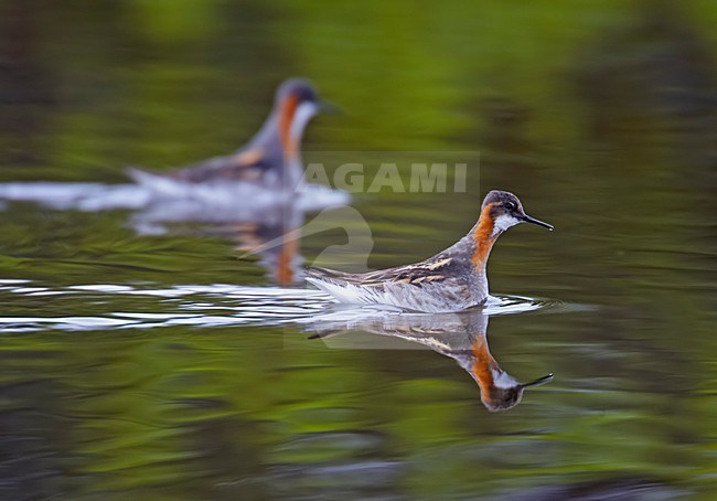 rauwe Franjepoot foeragerend; Red-necked Phalarope foraging stock-image by Agami/Markus Varesvuo,