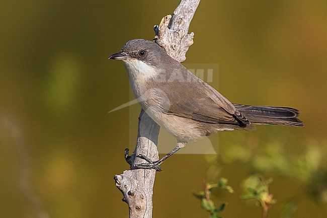 Western Orphean Warbler; Sylvia hortensis stock-image by Agami/Daniele Occhiato,